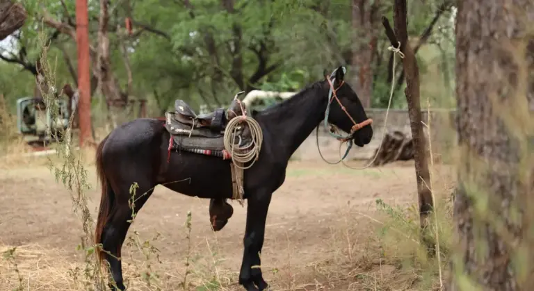 Dark horse wearing a saddle in a dry, tree-filled outdoor paddock with a coil of rope attached to the saddle.