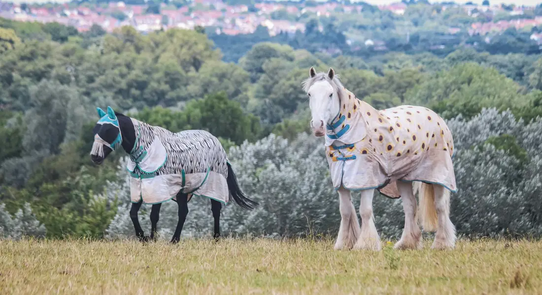 Two horses wearing blankets in a grassy field; a light-colored horse on the right and a darker horse on the left.