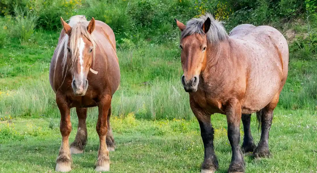 Two large draft horses standing in a green field, exhibiting calm, steady postures.