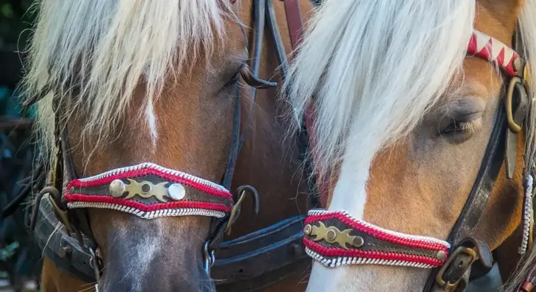 Two horses wearing matching red-and-white bridles standing close together, heads touching.