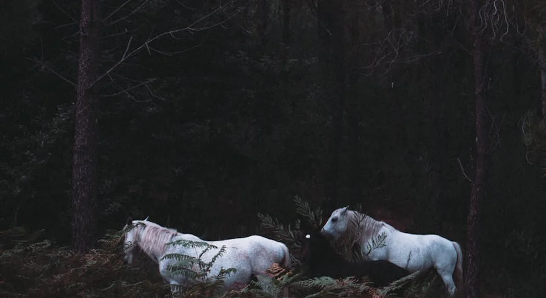 Two white horses standing in a dark, shadowy forest clearing.