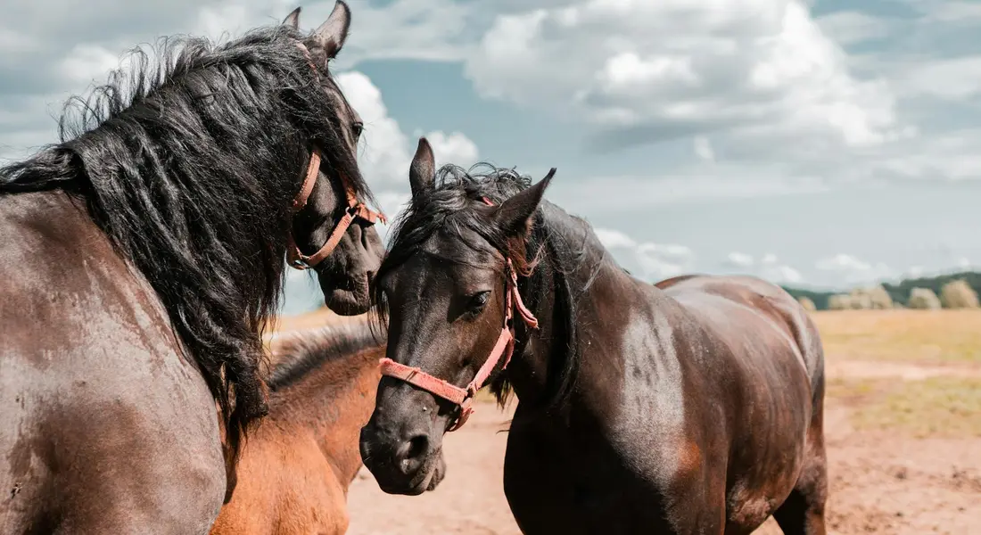 Two horses standing close together in a sunlit paddock, heads touching