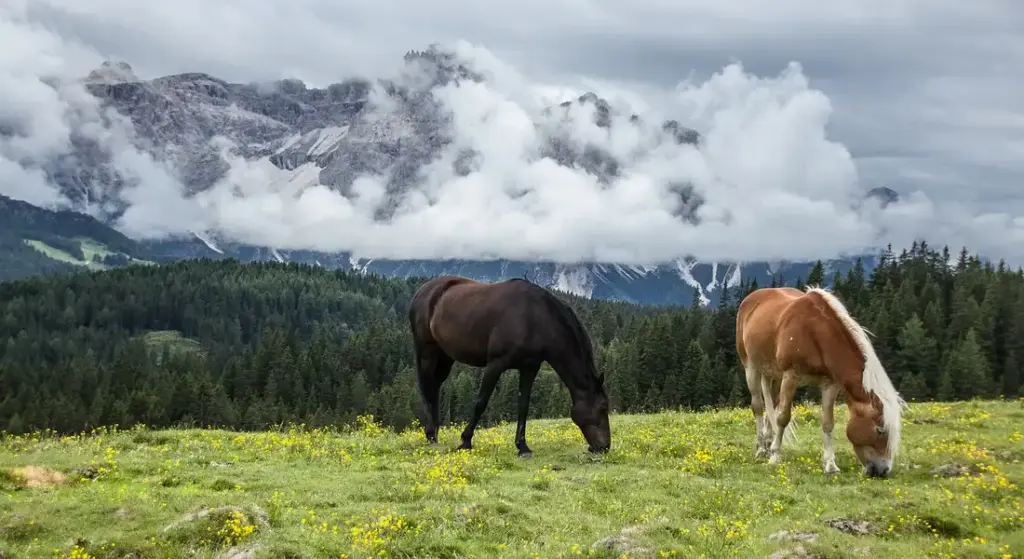 What Are the Signs Your Horse Blanket Needs Replacing?
