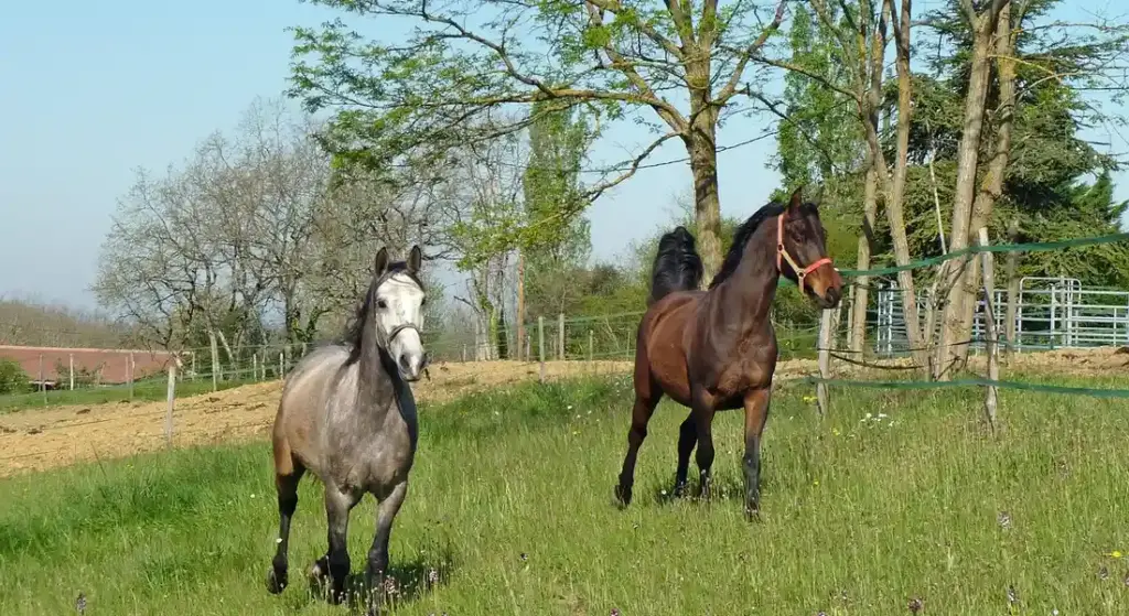 Legal Responsibilities When Breeding Horses: Your Practical Barn Guide