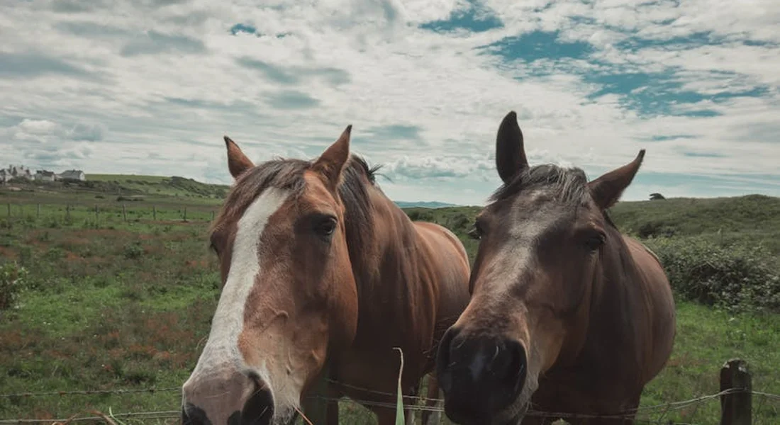 Two horses standing in a grassy pasture near a fence on a sunny day.