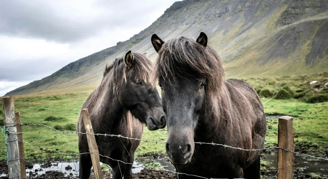 Two black horses standing side by side behind a wire fence in a green pasture, with a mountainous landscape in the background.