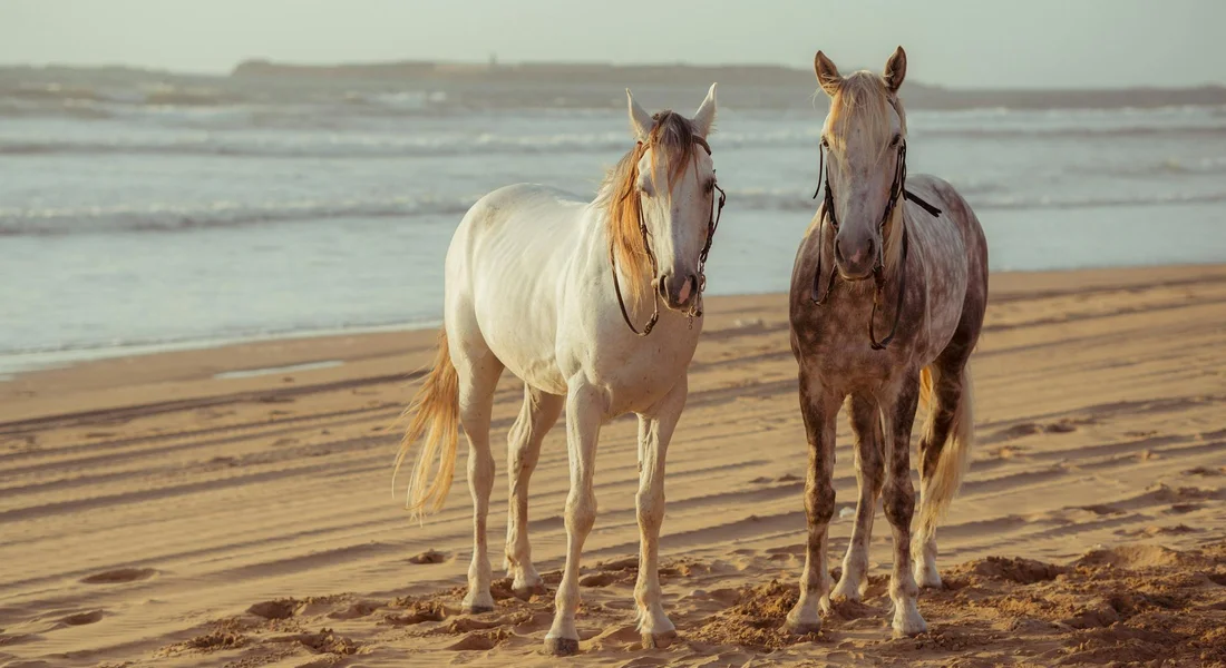 Two horses standing on a sandy beach near the ocean, facing the camera.