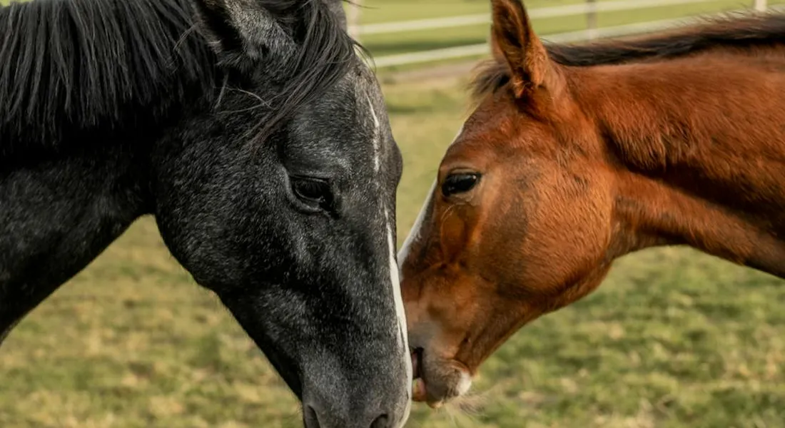 Two horses touching noses in a grassy field, illustrating social interaction.