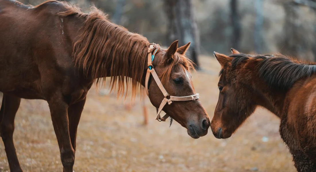 Two horses touching noses in a calm outdoor setting.