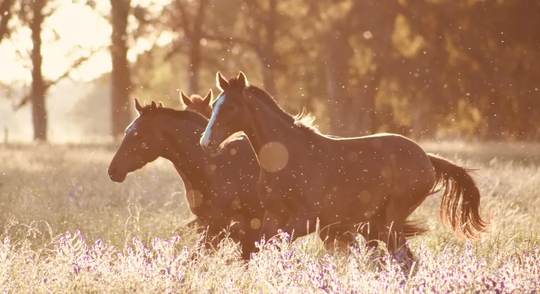 Two horses jogging together in a sunlit meadow during golden hour