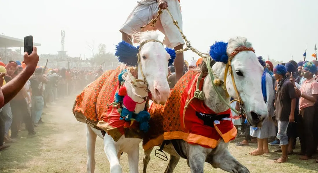 Two white horses with orange saddle blankets and blue tassels at a crowded outdoor event, a dusty scene with people in the background.