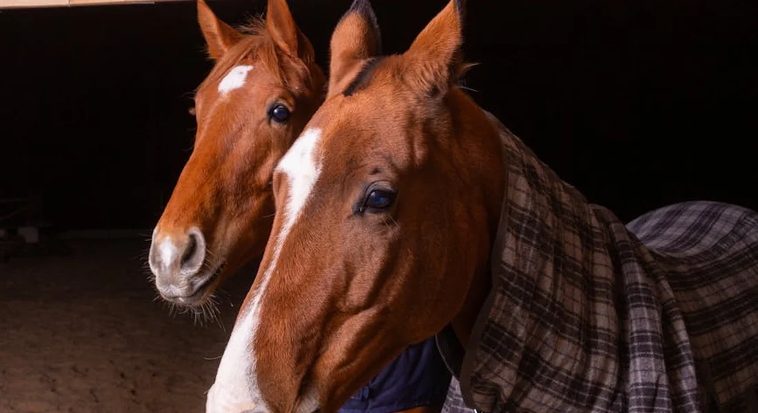 Two horses wearing blankets in a dim barn, looking toward the camera