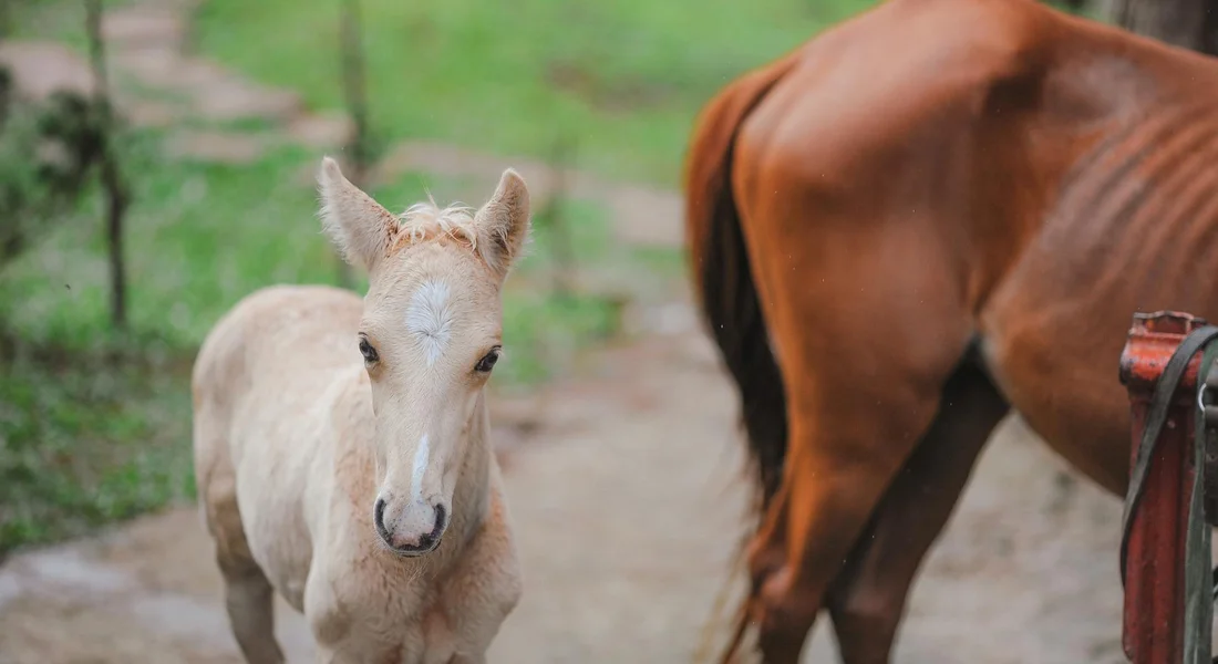 A light-colored foal stands on a dirt path beside a larger brown horse in a rural setting, illustrating the early stages of weaning.
