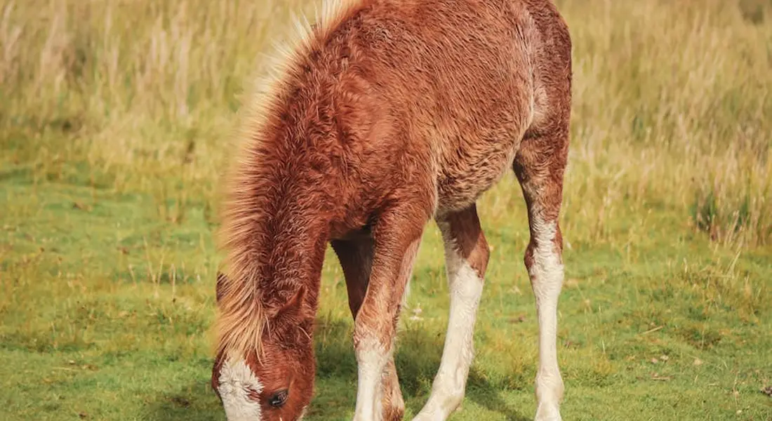 A young horse (foal) with a brown coat and white legs grazing in a grassy field.