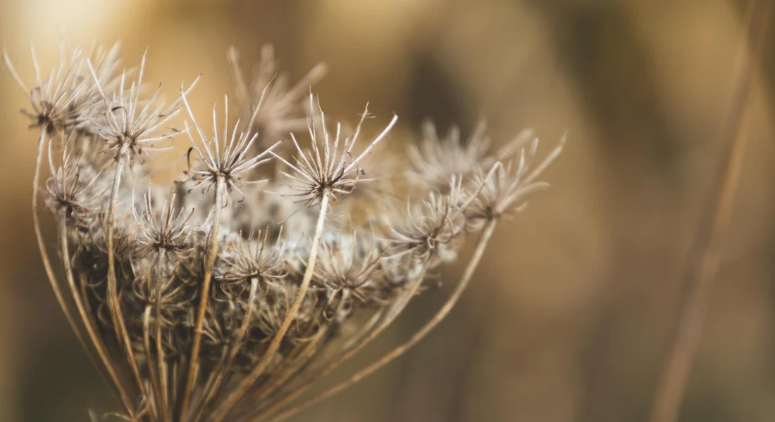 Close-up of a dried weed seed head with spiky, star-like structures against a soft, out-of-focus background.
