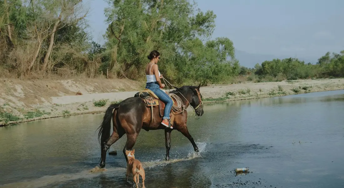 Rider in jeans and a sleeveless top sits on a dark bay horse wearing a Western saddle as they cross a shallow river; trees line the bank in the background.