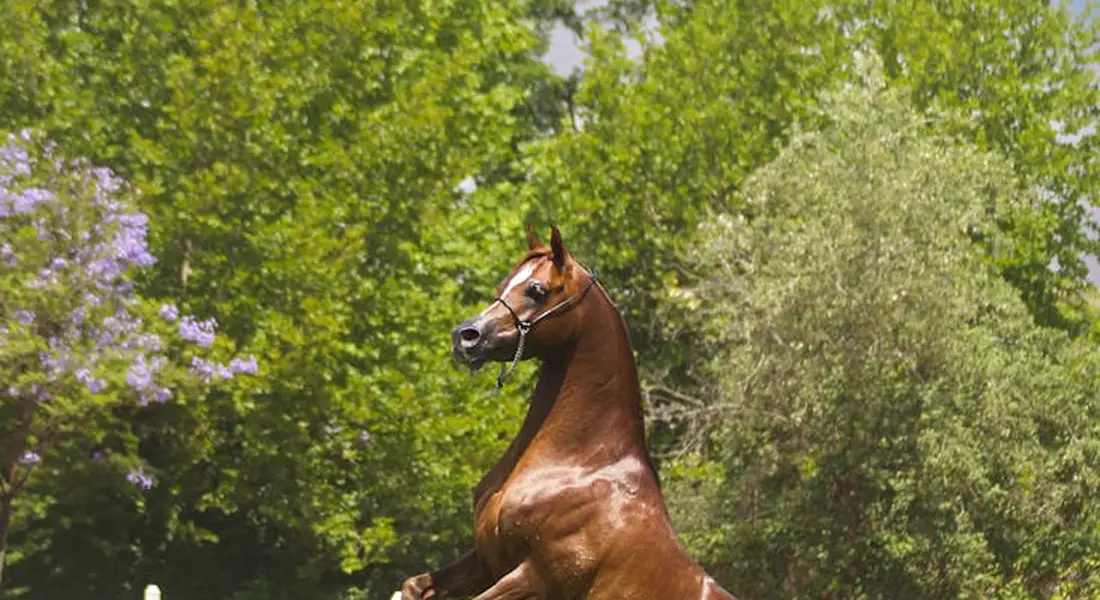 Chestnut horse rearing on its hind legs outdoors, wearing a halter, with green trees and foliage in the background.