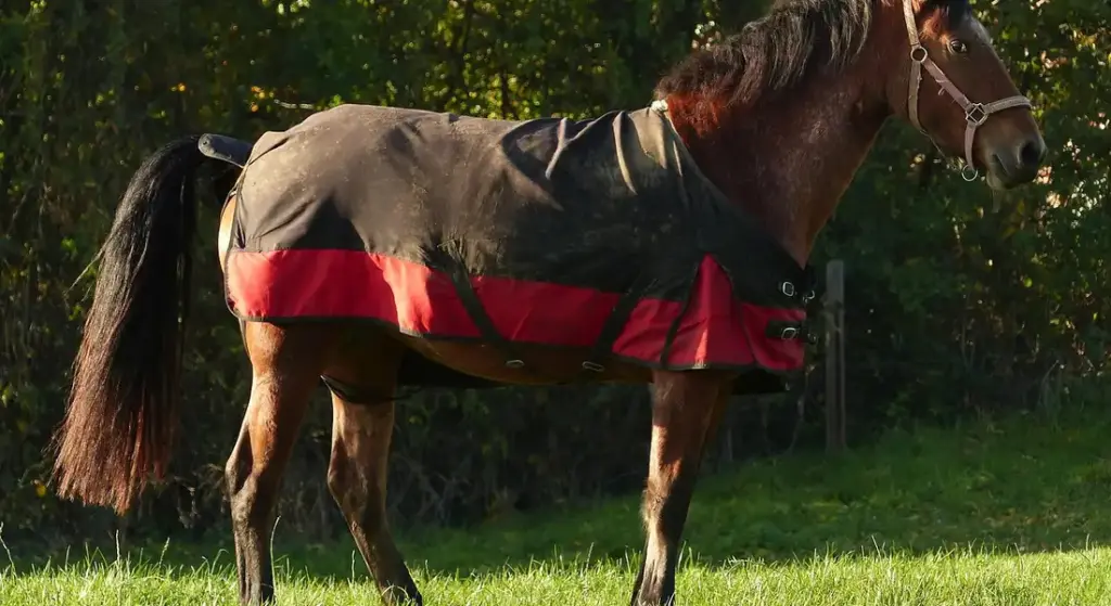 How to Blanket a Wet Horse Safely: A Step-by-Step Guide with Waterproofing Tips