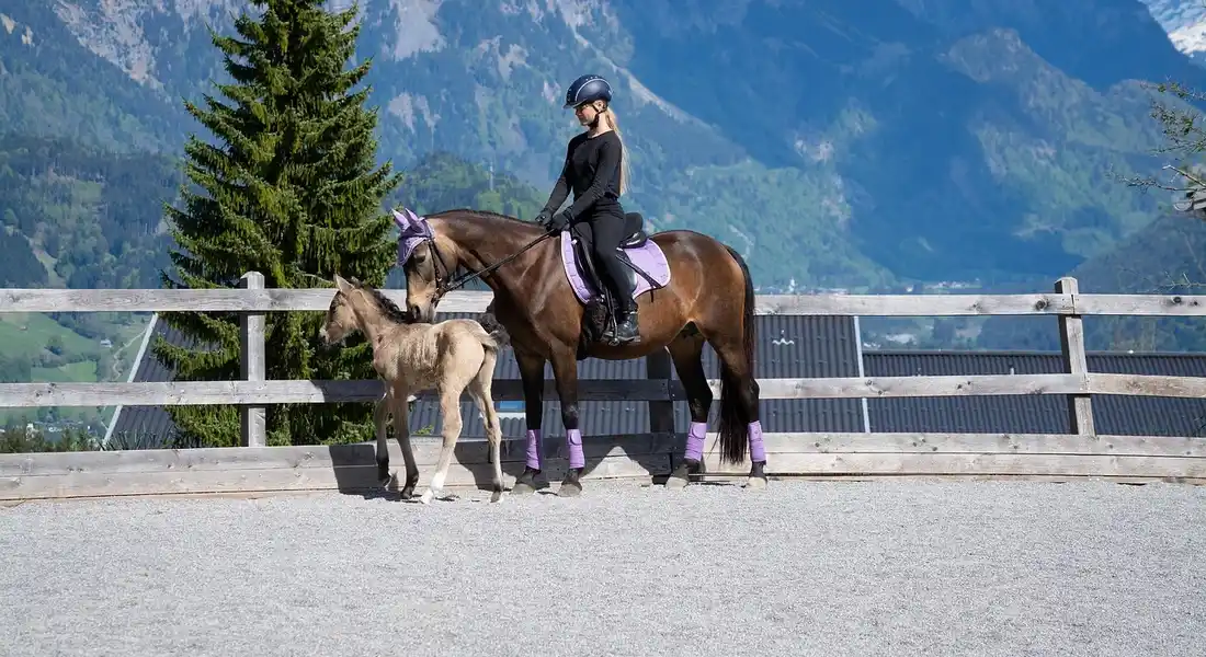 A person wearing a helmet sits on a dark brown horse in an outdoor riding arena, with a foal standing beside them. A wooden fence and mountains are in the background.