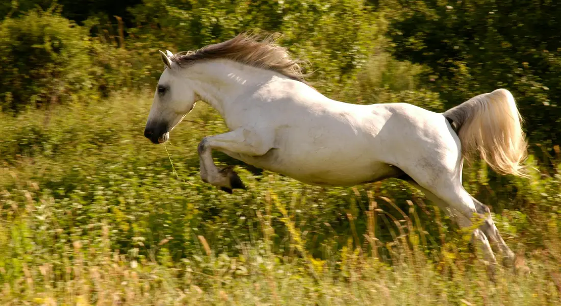 White horse leaping through a sunlit meadow with tall grass and trees in the background.