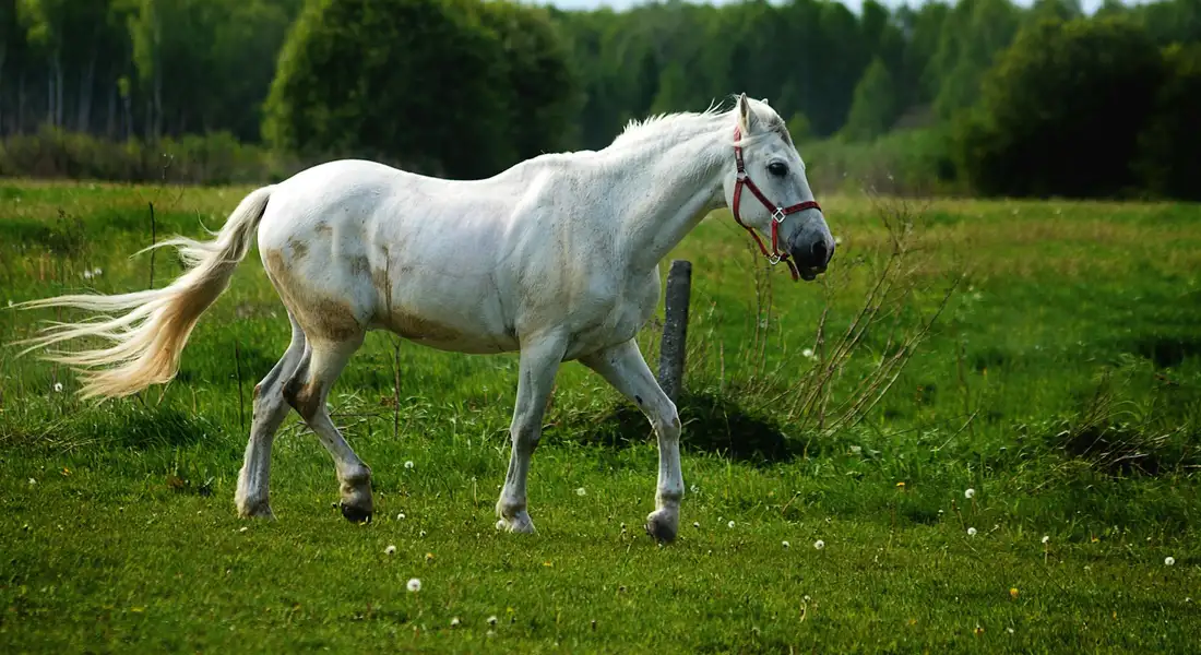 A white horse wearing a red halter walks across a green pasture under a bright, clear sky.