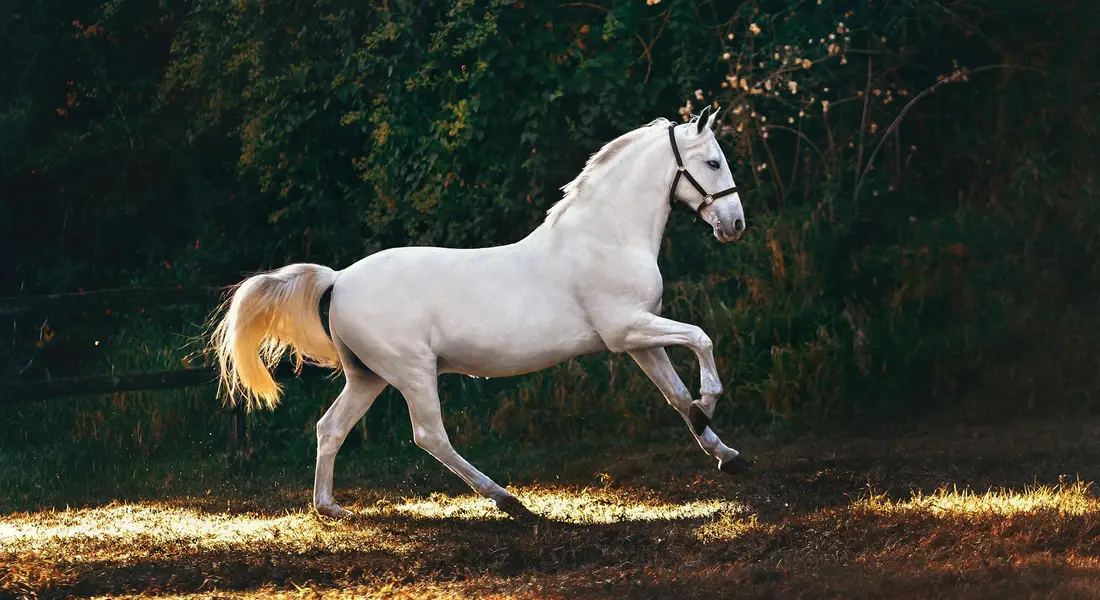 White horse galloping through a sunlit pasture with a forested background