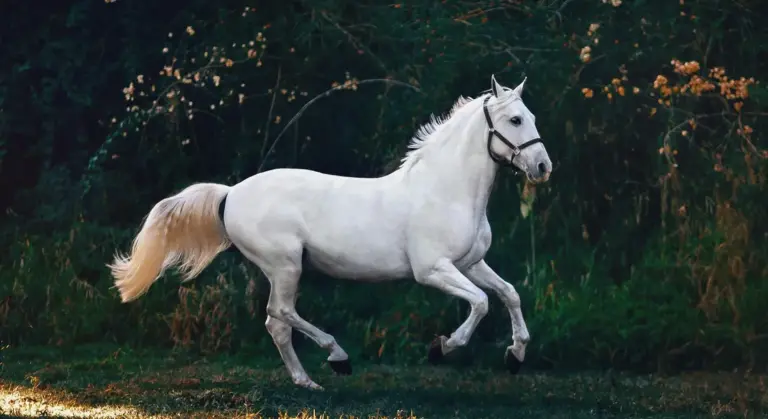 White horse running through a sunlit grassy field