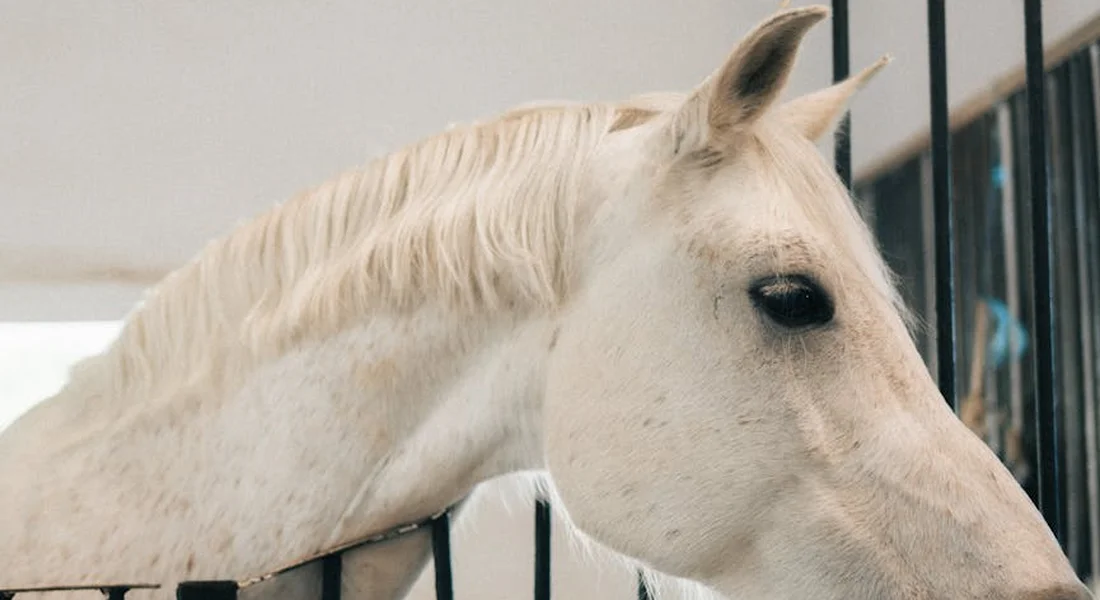 Close-up of a white horse inside a barn stable, looking out through the bars