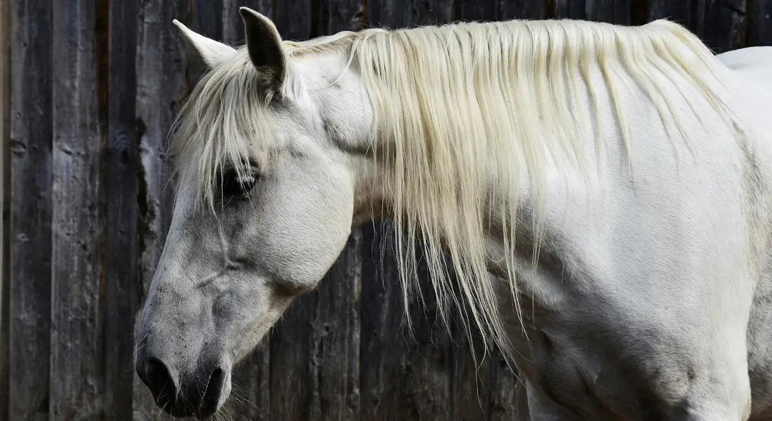 White horse with a long mane standing beside a dark wooden fence.