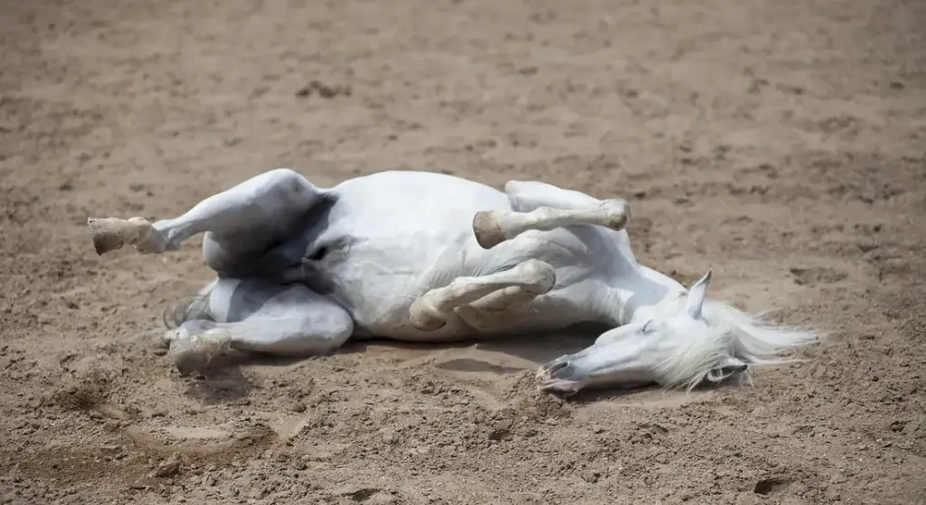 Do Horses Enjoy Racing? Interpreting Equine Signals for a Safer Sport