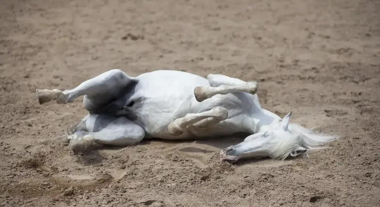 A white horse lying on its side and rolling in a sandy arena.