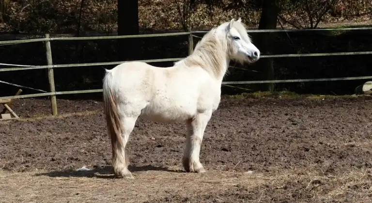 A white pony stands in a dirt paddock with a wooden fence in the background.
