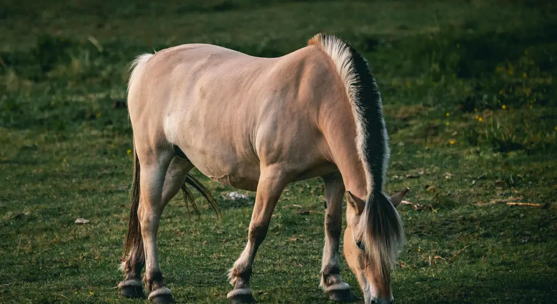 A light-colored horse grazing in a grassy field.