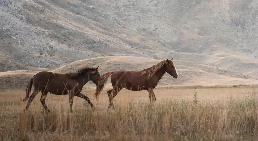 The Natural Diet of a Horse in the Wild: Your Guide to Healthier Feeding
