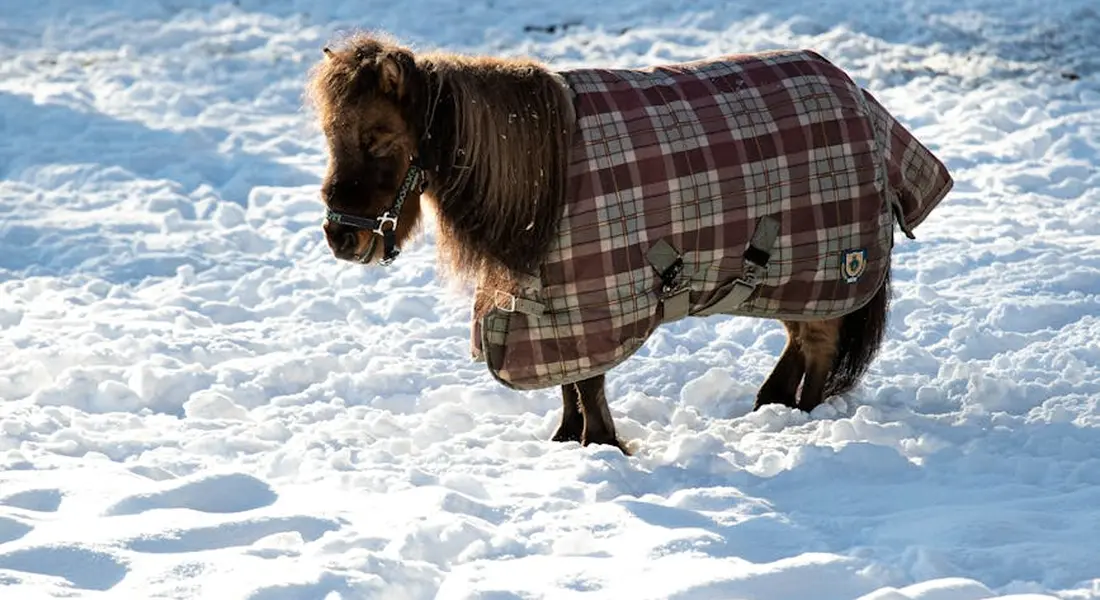 A small pony wearing a plaid blanket standing in a snowy field.
