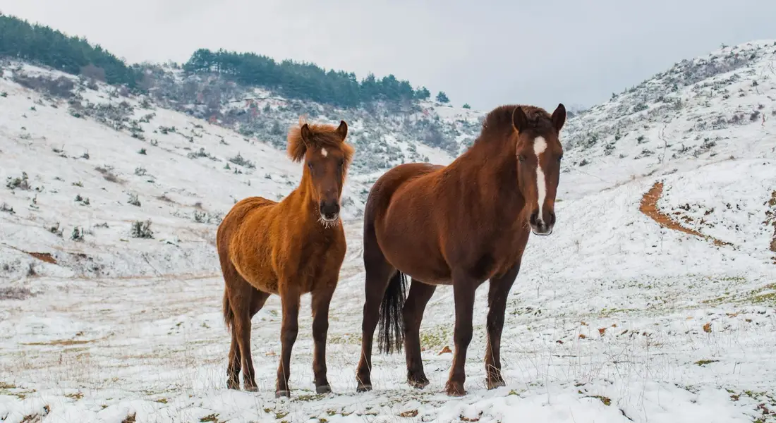 Two horses standing in a snow-covered, hilly landscape during winter.