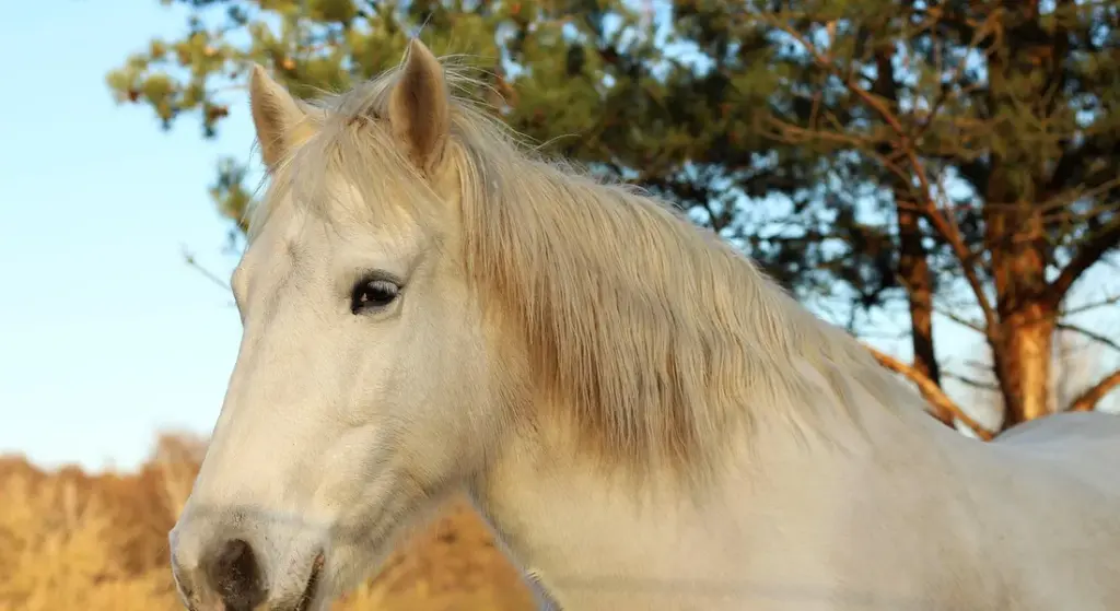 Winter vs. Summer Horse Grooming: Smart Routines for Health and Comfort