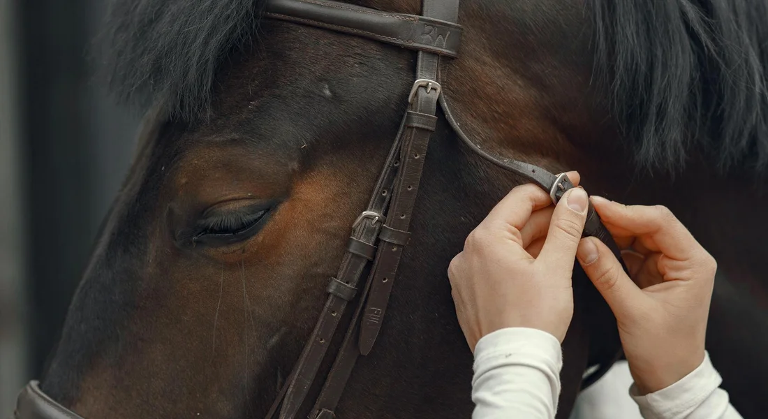 Close-up of hands adjusting a horse's bridle on its head