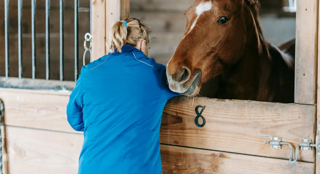 Caretaker wearing a blue jacket leaning on a stable stall door and checking a chestnut horse during winter.