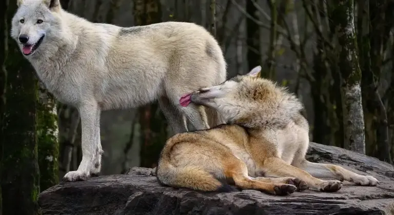 Two wolves on a rock in a forest; one standing and the other lying down.