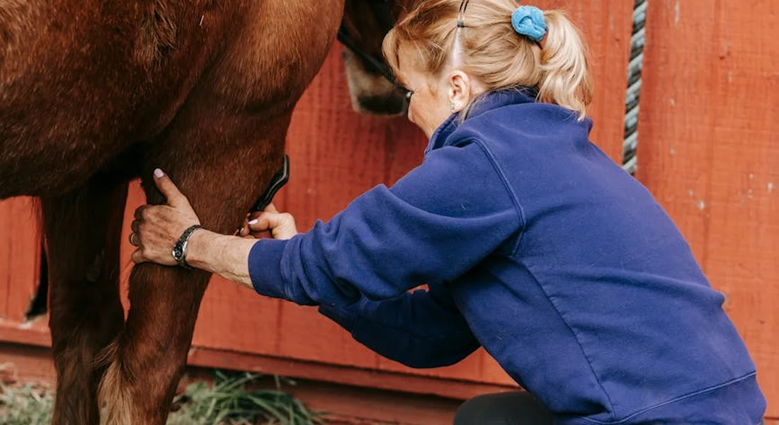 A person in a blue jacket crouches beside a horse, fastening a protective splint boot to the horse's front leg.