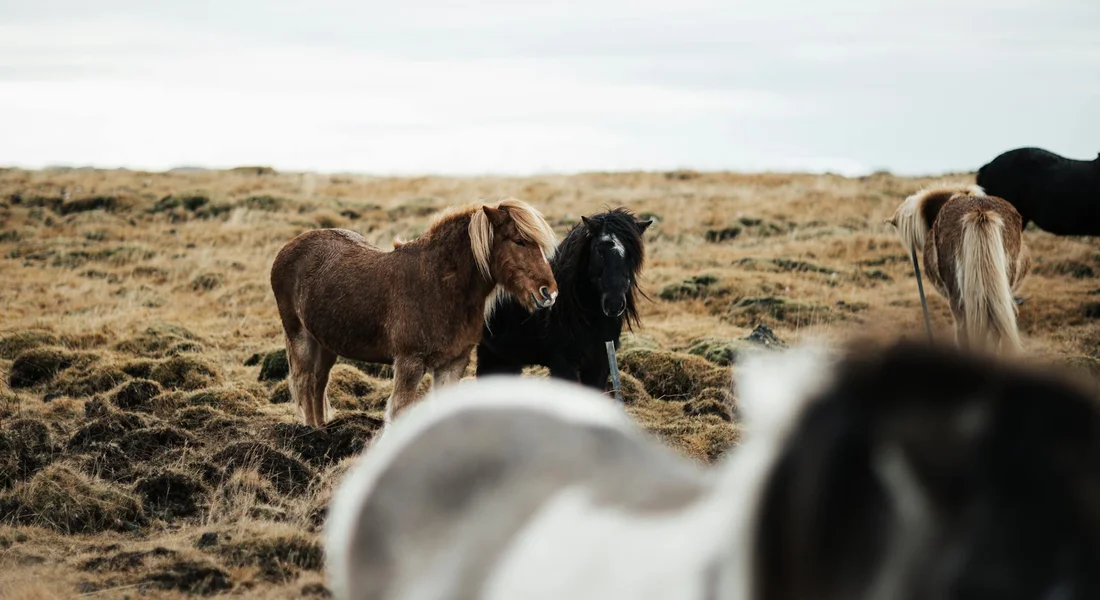 A group of tiny ponies grazing on a grassy field, with a pale-colored pony in the foreground and several darker ponies in the background.