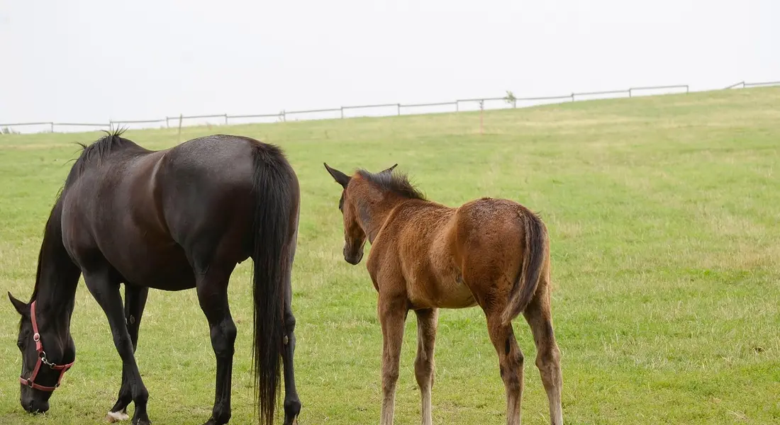 Dark adult horse and light brown foal standing and grazing in a green pasture.