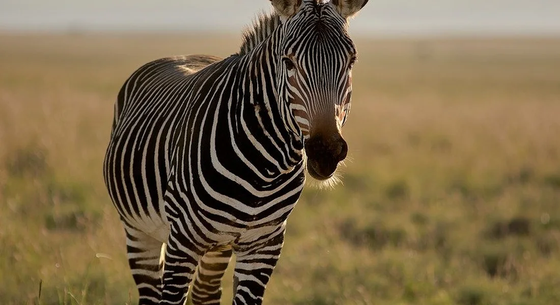 A zebra standing in a sunlit savannah.